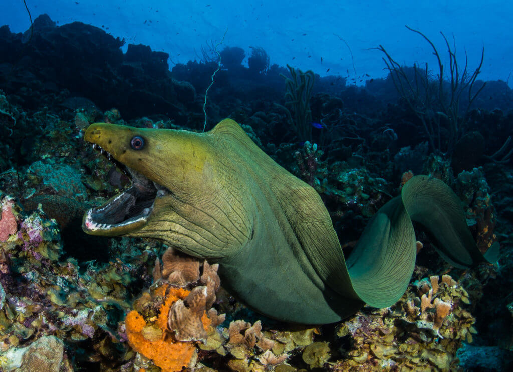 Bonaire