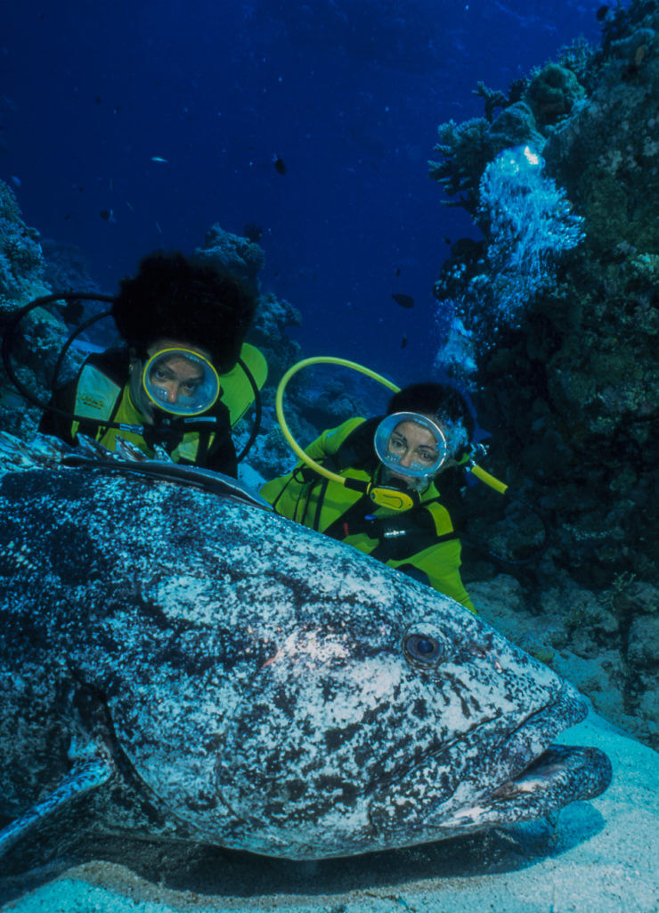 Australie les mérous de Cod hole