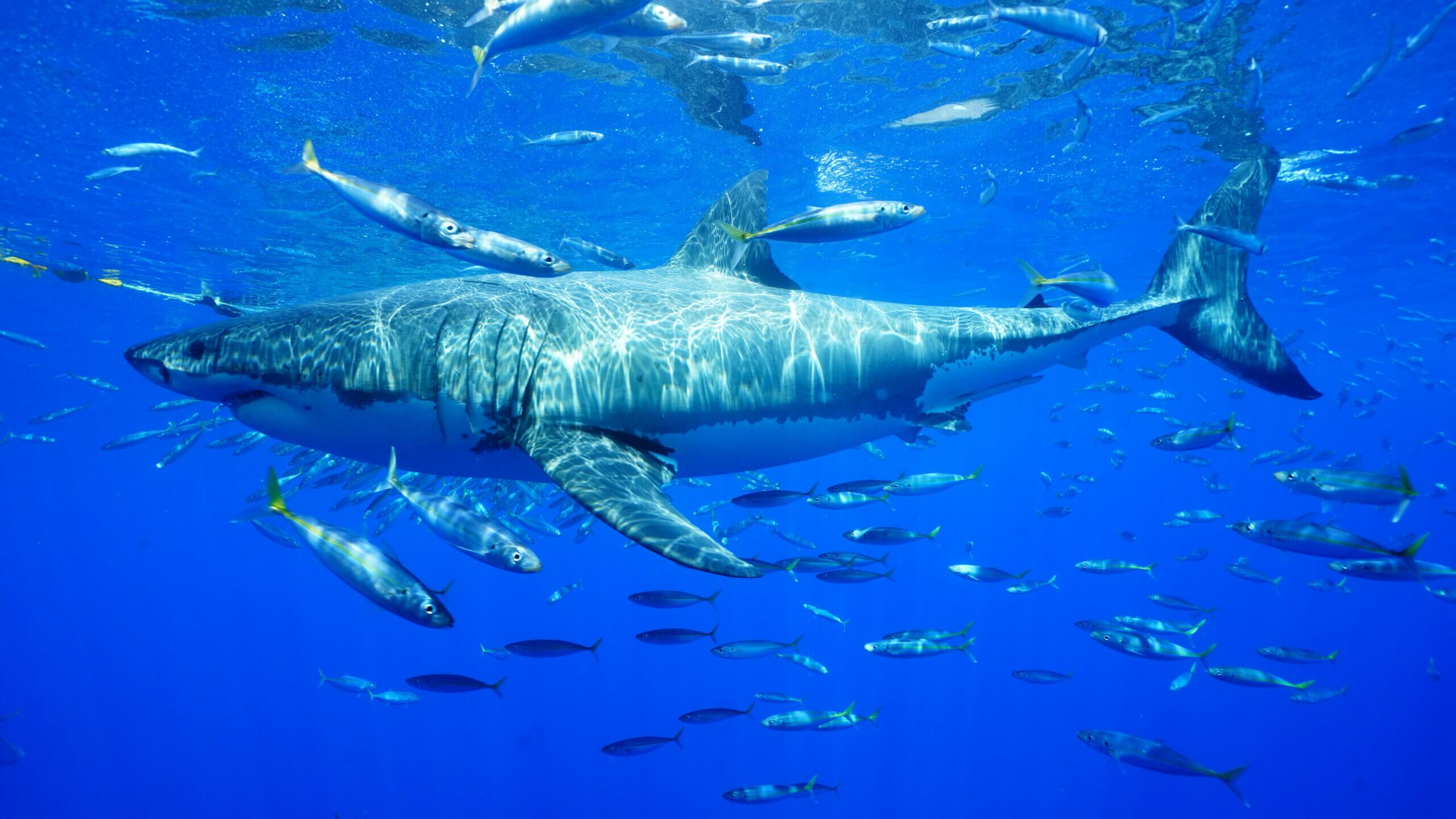 Les grands requins blancs de GUADALUPE