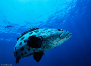 Cod Hole