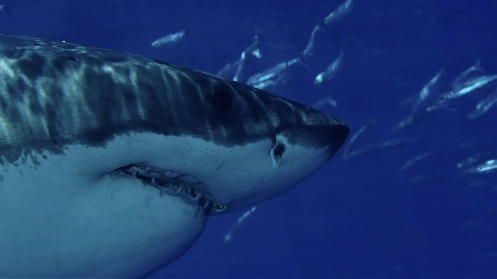 Carcharodon Carcarias :Les grands requins Blancs