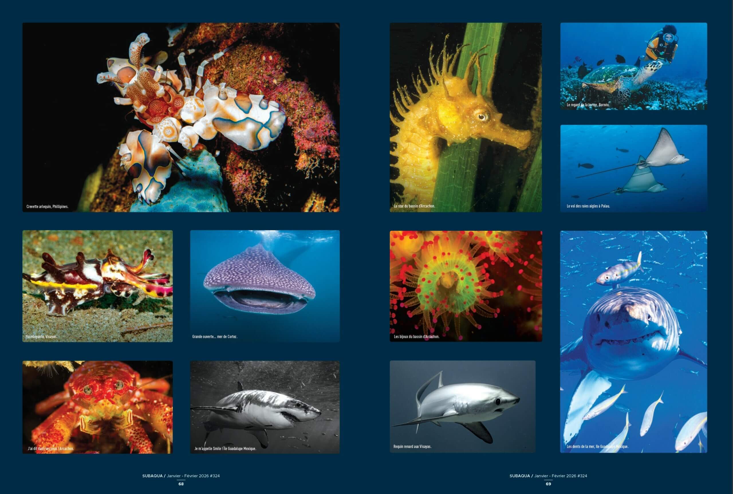 Portfolio 2026 images sous-marines